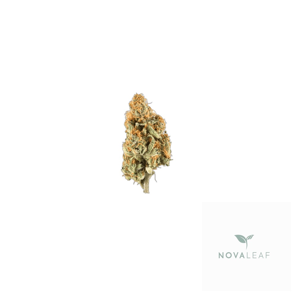 Eufloria 30/1 LBA LA Baker